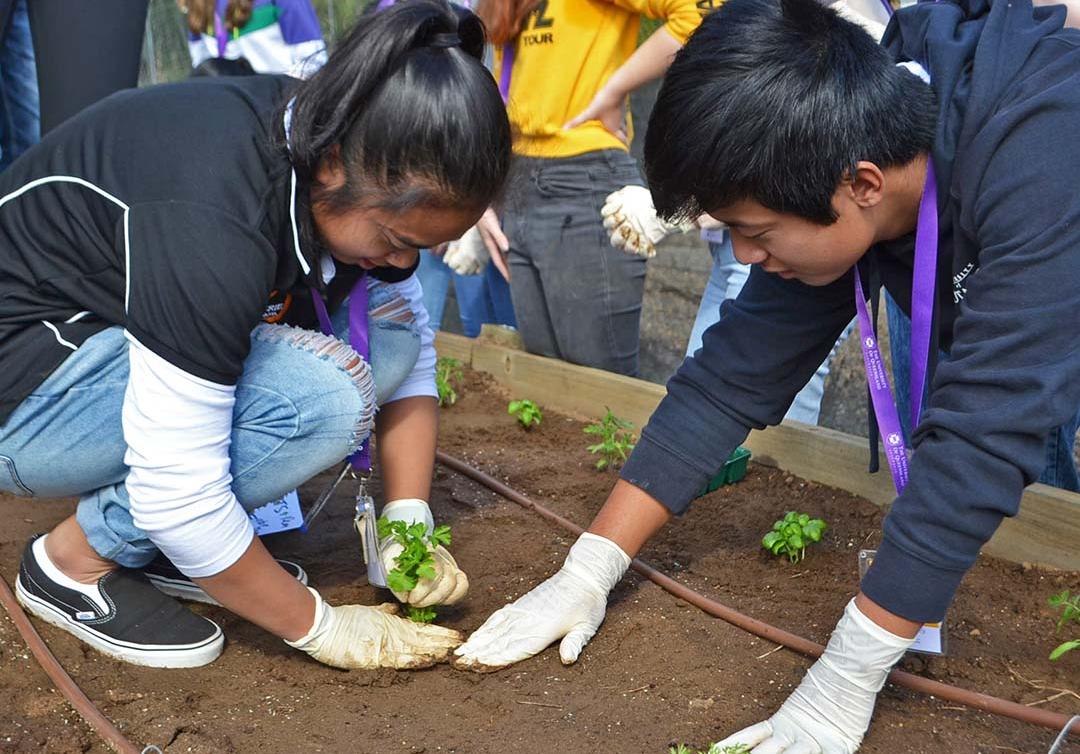 Two students with gloves on planting herbs in soil. 